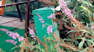 ПРОСТО ДОБАВИТЬ В ЧАЙ И ПОНИЗИТЬ ДАВЛЕНИЕ, УКРЕПИТЬ СЕРДЦЕ 26.09.2020 г.