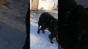 Чёрная немецкая овчарка. Вязка, случка.