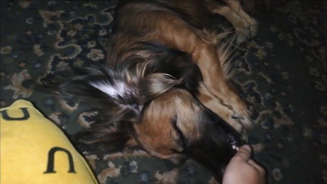 Команда " Умри" / Dog trick " Play dead" /Truco para perro " Muerta" смотреть онлайн