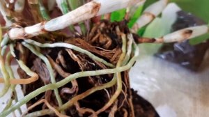 Ключевые моменты при пересадки Каттлеи.