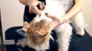 Тримминг Фокстерьера - Часть 4: Выщипывание шерсти на голове.