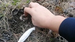 Дары Природы. Дары Сибири. Сухие грузди. Грибы