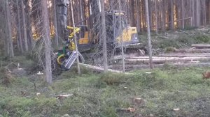 работа в лесу