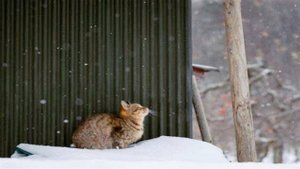 Хозяйка выгнала беременную кошку в мороз, посмотрите, что сделал пес!