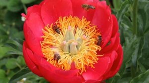 Пионы и пчелы / Самые красивые пионы