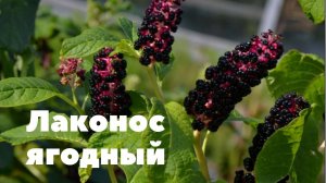 Лаконос ягодный.  растение уникальное, одновременно и полезное!