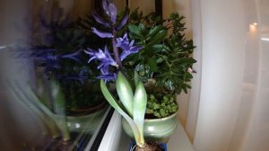 Фиолетовый гиацинт распускается, таймлапс. Hyacinth dissolves timelapse.