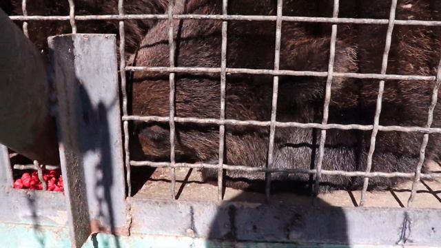 Банда медвежат в Малиновке Тайган. Белогорск. Крым.