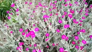 Лихнес и красота этого цветка.