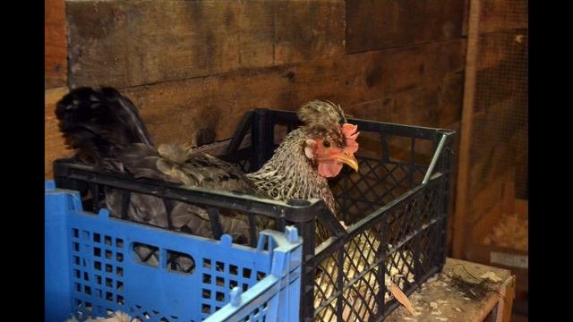 Нюансы предпродажной подготовки домашнего куриного яйца. Как привлечь покупателя?