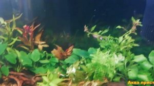 Запуск нового аквариума. Продолжение