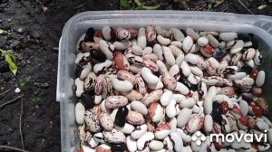 Когда сажать лук, фасоль и т. д. Немного красоты #фасоль