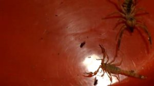 Верблюжий паук ПРОТИВ ядовитого скорпиона Camel spider VS poisonous scorpion