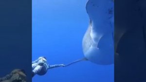 Белая акула