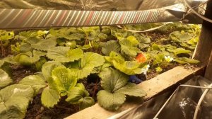 Рассада 21 века | Клубника | Гроубокс с пол комнаты. Эволюция