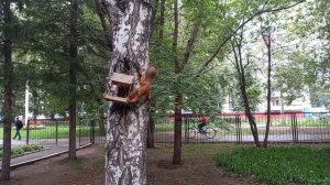 Кормим белочек.