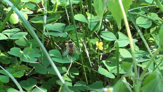 Скромный оксалис (кислица обыкновенная).