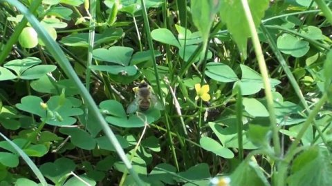 Скромный оксалис (кислица обыкновенная).