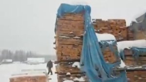 «Чёрные лесорубы» причинили ущерб государственному лесному фонду на сумму свыше 35 миллионов рублей