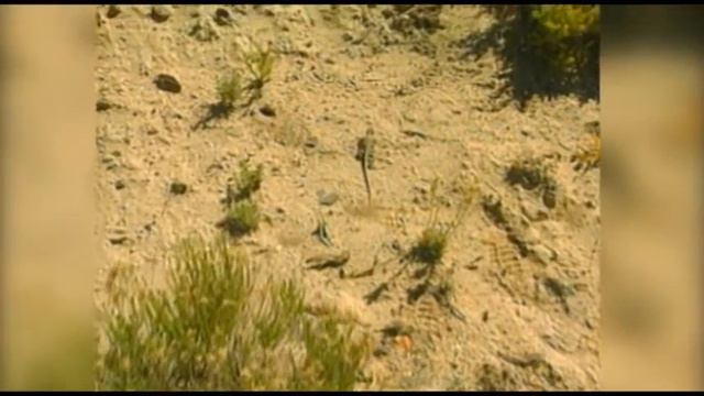 WILD About Deserts смотреть онлайн