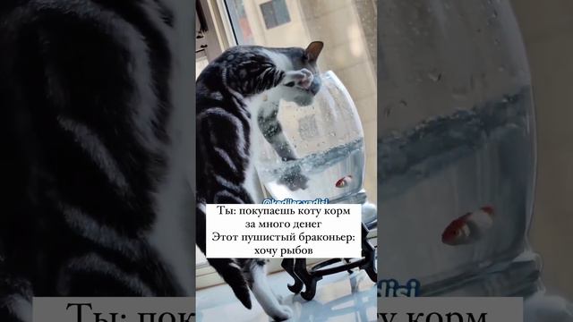 Пушистый браконьер