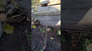 Саженцы рябины красной из семян.Загадки природы.Интересный рост корней.