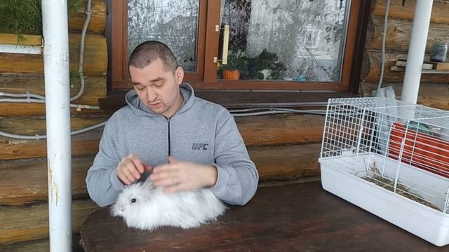 Характер декоративных кроликов, как выбрать кролика
