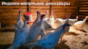Индюки это маленькие динозавры... или аборигены на Луне. "Мое Подворье"