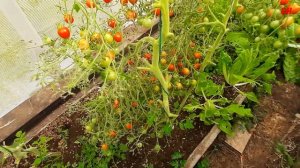 Супер томат монпансье