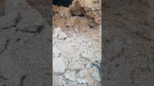 Кормим пивной дробиной наше Хозяйство