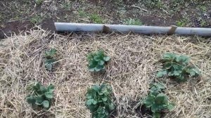 Мульчирование клубники.