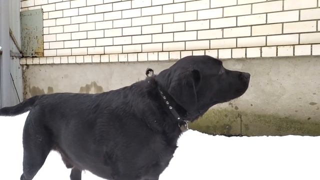 Лабрадор лает смотреть онлайн