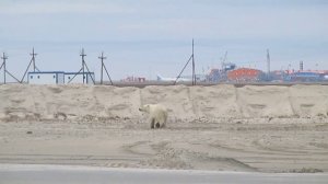 Сабетта.Белый медведь.