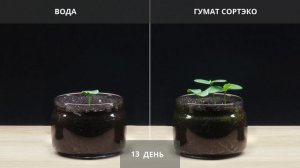 Гумат Калия СортЭко - испытание на огурцах