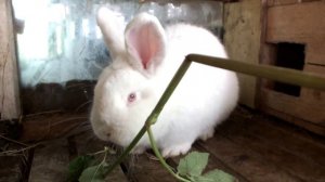 новозеландский белый кролик 4 мес .
