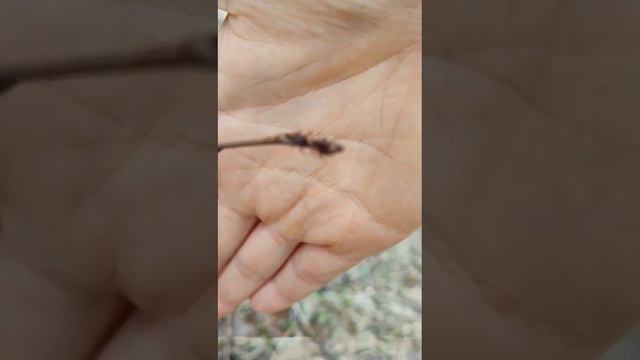 Ранняя весна. Клещи пришли в движение.