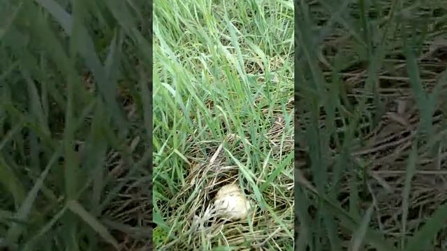 где искать грибы синюю ножку. смотреть онлайн