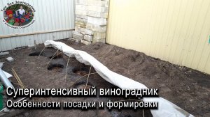 СуперИнтенсивный виноградник. Особенности посадки и формировки #ТриЭкоВиноградник