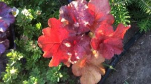Heuchera Forever Purple и Fire Alarm
