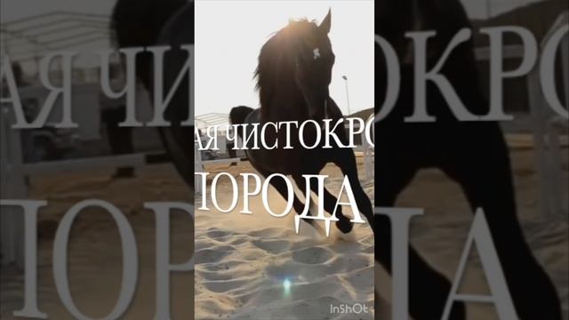 Породы Грациозных ЛОШАДЕЙ; Голоса и звуки животных; Животные вокруг нас; Животные в природе;