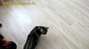 Как сделать - простая игрушка для кошки своими руками / Поделки для кошек Sekretmastera