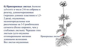 2.2. ВЕТРЕНИЦА ЛЕСНАЯ