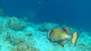 Голубопёрый балистод 2