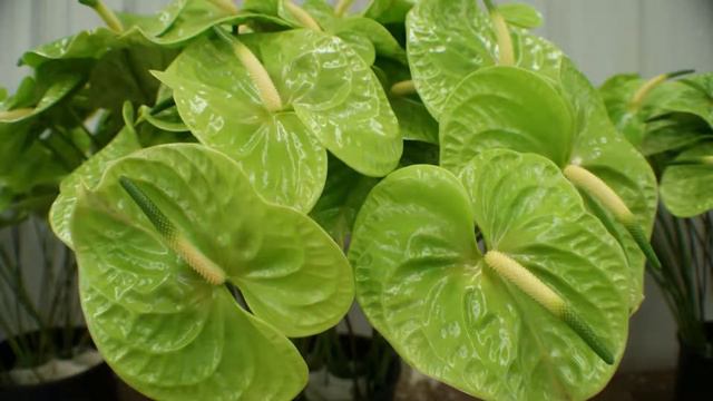 Top 15 most beautiful anthurium flowers | Tiny Floral 2021 смотреть онлайн