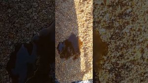 Масло осадок подсолнечный- Фуза.Высокое содержание  Протеина,аминокислот,витамин.Ценная добавка☝