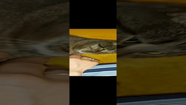 приводи детей смотреть онлайн