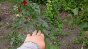 Колонновидная красная смородина! Обнаружил новый сорт прямо у себя под деревом