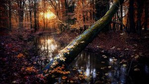 Релакс - мелодичная гармония с природой