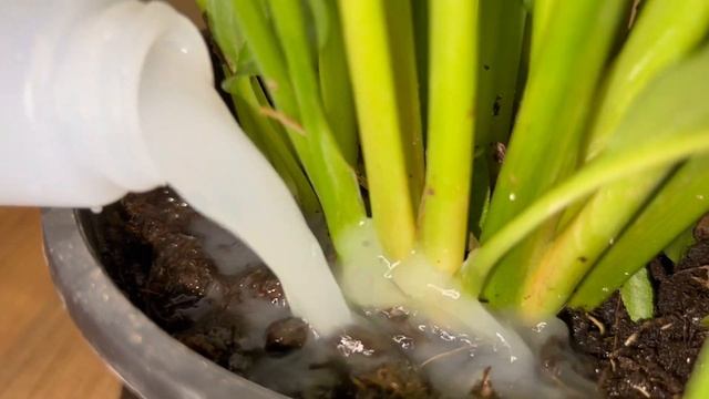 Внесите Это Осенью в СПАТИФИЛЛУМ (Spathiphyllum) и Он Бешено Пойдет в Рост и Зацветет! смотреть онлайн