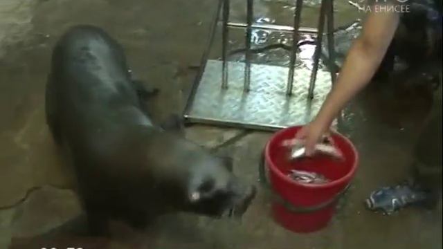 Прямое включение. Цирк на воде (Часть 1) смотреть онлайн